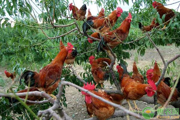 农村规模化养鸡的成本、利润及养殖前景分析